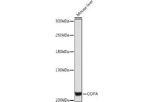 Western blot analysis of extracts of Mouse liver, using COPA Rabbit pAb (ABIN7266424) at 1:1000 dilution. (COPA antibody  (AA 550-650))