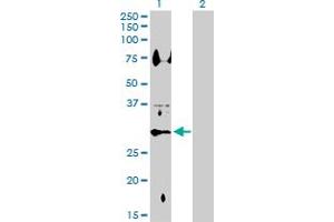 Western Blot analysis of HSD11B1 expression in transfected 293T cell line by HSD11B1 MaxPab polyclonal antibody. (HSD11B1 antibody  (AA 1-292))