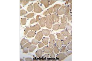 GAS2L2 Antibody immunohistochemistry analysis in formalin fixed and paraffin embedded human skeletal muscle followed by peroxidase conjugation of the secondary antibody and DAB staining. (GAS2L2 antibody  (C-Term))