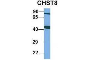 Host:  Rabbit  Target Name:  CHST8  Sample Type:  Human Adult Placenta  Antibody Dilution:  1. (CHST8 antibody  (Middle Region))