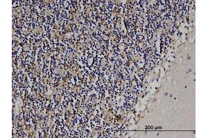 Immunostaining (ISt) image for anti-Myelin Associated Glycoprotein (MAG) (AA 119-208) antibody (ABIN517683)