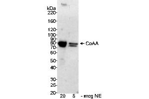 Western Blotting (WB) image for anti-CoaA (AA 150-200) antibody (ABIN7449380) (CoaA (AA 150-200) antibody)