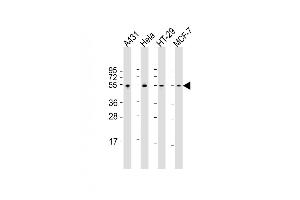 Western Blotting (WB) image for anti-Tumor Protein P53 (TP53) (AA 293-322) antibody (ABIN390204)