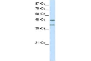Western Blotting (WB) image for anti-RAE1 RNA Export 1 Homolog (S. Pombe) (RAE1) antibody (ABIN2462089) (RAE1 antibody)