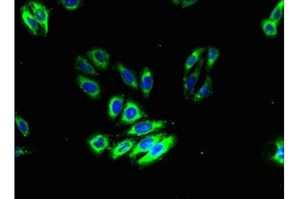 GPR125 antibody  (AA 101-381)