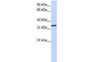 WB Suggested Anti-HAAO Antibody Titration:  0.