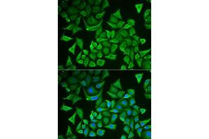 Immunofluorescence analysis of A549 cells using DTYMK antibody. (DTYMK antibody  (AA 1-212))