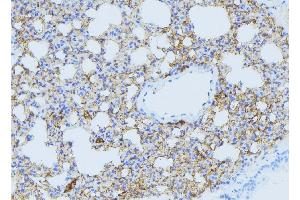 ABIN6275060 at 1/100 staining Mouse lung tissue by IHC-P. (DHODH antibody  (Internal Region))