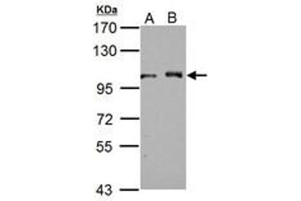 DDX23 antibody  (AA 136-350)