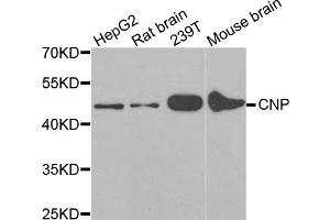 Western Blotting (WB) image for anti-2',3'-Cyclic Nucleotide 3' phosphodiesterase (CNP) antibody (ABIN1980117) (Cnpase antibody)