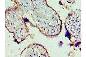 Immunohistochemistry of paraffin-embedded human placenta tissue using ABIN7172874 at dilution of 1:100