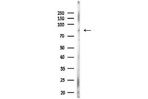 anti-Anoctamin 9 (ANO9) (Internal Region) antibody