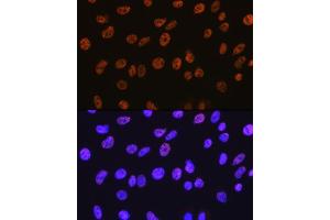 Immunofluorescence (IF) image for anti-Histone Deacetylase 1 (HDAC1) antibody (ABIN7267707)