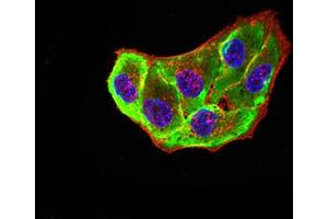 Immunofluorescence (IF) image for anti-Adenosine A2a Receptor (ADORA2A) (AA 274-412) antibody (ABIN5611128)