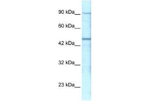 Western Blot showing GABRP antibody used at a concentration of 1-2 ug/ml to detect its target protein. (GABRP antibody  (N-Term))