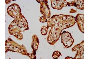 IHC image of ABIN7147980 diluted at 1:200 and staining in paraffin-embedded human placenta tissue performed on a Leica BondTM system. (CD3g Molecule S Homeolog (CD3G.S) (AA 128-241) antibody)