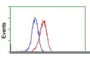 HEK293T cells transfected with either RC212185 overexpress plasmid (Red) or empty vector control plasmid (Blue) were immunostained by anti-VWA5A antibody (ABIN2453785), and then analyzed by flow cytometry.