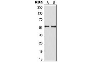 Western blot analysis of HNF4 alpha (pS313) expression in SW480 (A), HepG2 EGF-treated (B) whole cell lysates.