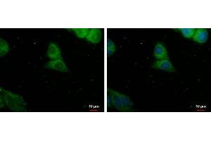 ICC/IF Image PDE8A antibody detects PDE8A protein at cytoplasm by immunofluorescent analysis. (PDE8A antibody)