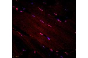 Immunofluorescence of paraffin embedded rat skeletal muscle using STRAD (ABIN7075730) at dilution of 1: 600 (400x lens) (STRADA antibody)
