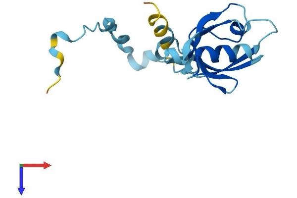 PDZD11 Protein (AA 1-140) (His tag)