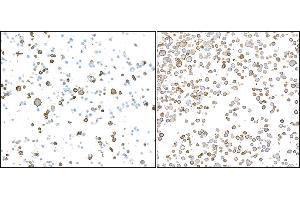 Immunocytochemistry (ICC) image for anti-CD16 (CD16) (AA 21-201) antibody (ABIN7449423) (Recombinant CD16 antibody  (AA 21-201))