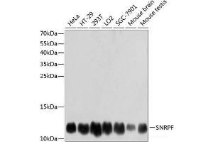 Western blot analysis of extracts of various cell lines using SNRPF Polyclonal Antibody at dilution of 1:3000. (SNRPF antibody)