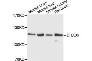 Western blot analysis of extracts of various cell lines, using DHX36 antibody (ABIN1872264) at 1:1000 dilution. (DHX36 antibody)