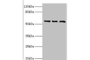 Western blot All lanes: F-box-like/WD repeat-containing protein TBL1XR1 antibody at 10 μg/mL Lane 1: MCF-7 whole cell lysate Lane 2: Mouse heart tissue Lane 3: K562 whole cell lysate Secondary Goat polyclonal to rabbit IgG at 1/10000 dilution Predicted band size: 56 kDa Observed band size: 56 kDa (TBL1XR1 antibody  (AA 1-180))