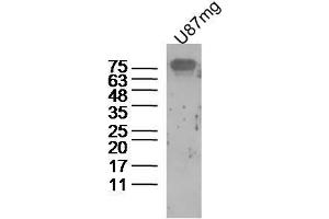 Human U87mg cells probed with beta amyloid 1-16 Polyclonal Antibody, unconjugated  at 1:300 overnight at 4°C followed by a conjugated secondary antibody at 1:10000 for 90 minutes at 37°C. (beta Amyloid 1-16 (AA 1-16) antibody)