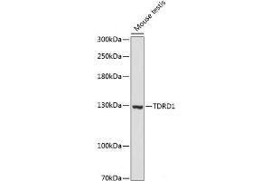 Western blot analysis of extracts of Mouse testis using TDRD1 Polyclonal Antibody at dilution of 1:3000. (TDRD1 antibody)