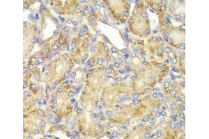 Immunohistochemistry of paraffin-embedded Rat kidney using PPP2R2A Polyclonal Antibody at dilution of 1:100 (40x lens). (PPP2R2A antibody)