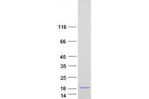 Polymerase (RNA) II (DNA Directed) Polypeptide J3 (POLR2J3) protein (Myc-DYKDDDDK Tag)
