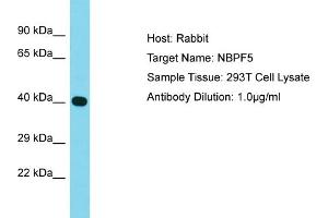 Host: Rabbit Target Name: NBPF5 Sample Type: 293T Whole Cell lysates Antibody Dilution: 1. (NBPF5 antibody  (Middle Region))