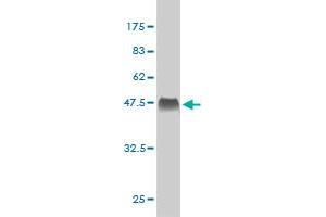 Western Blot detection against Immunogen (39. (Apelin antibody  (AA 1-122))