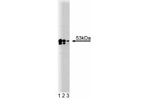 Western blot analysis of TEF-1 on A431 lysate.