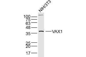 Lane 1: NIH/3T3 lysates probed with Anti –VAX1 Polyclonal Antibody, Unconjugated (bs-11496R) at 1:300 overnight at 4˚C. (VAX1 antibody  (AA 133-200))