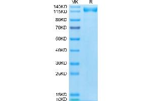 Biotinylated Human ACE2 on Tris-Bis PAGE under reduced condition. (ACE2 Protein (AA 18-740) (Fc-Avi Tag,Biotin))