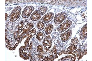 IHC-P Image Citrate synthetase antibody [N2C3] detects Citrate synthetase protein at mitochondria on mouse intestine by immunohistochemical analysis.