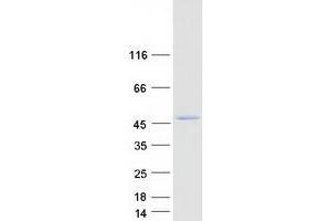 Bile Acid CoA: Amino Acid N-Acyltransferase (Glycine N-Choloyltransferase) (BAAT) (Transcript Variant 2) protein (Myc-DYKDDDDK Tag)