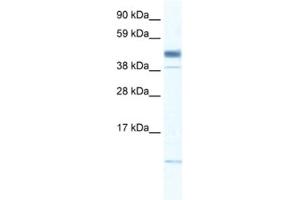 Western Blotting (WB) image for anti-Zinc Finger, Matrin-Type 1 (ZMAT1) antibody (ABIN2460158) (ZMAT1 antibody)