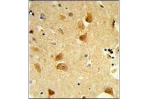 Formalin-fixed and paraffin-embedded human brain tissue reacted with DERL1 Antibody (C-term) followed which was peroxidase-conjugated to the secondary antibody, followed by DAB staining. (DERL1 antibody  (C-Term))