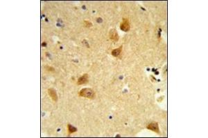 Formalin-fixed and paraffin-embedded human brain tissue reacted with DERL1 Antibody (C-term) followed which was peroxidase-conjugated to the secondary antibody, followed by DAB staining. (DERL1 antibody  (C-Term))