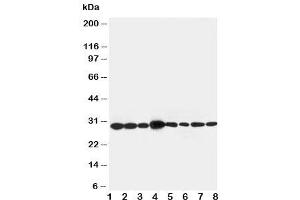 Western Blotting (WB) image for anti-LIM and SH3 Protein 1 (LASP1) (AA 16-30) antibody (ABIN3031619)