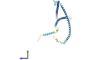 AlphaFold protein structure predicition of Human Recombinant RIBC1 Protein, UniprotID Q8N443