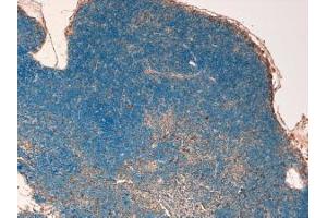 ABIN184593 (4µg/ml) staining of paraffin embedded Mouse Thymus.