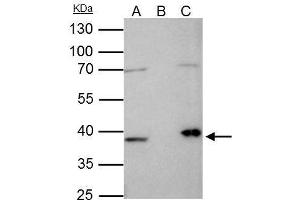 IP Image Fibrillarin antibody immunoprecipitates FBL protein in IP experiments. (Fibrillarin antibody)