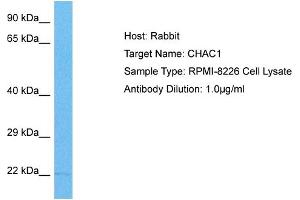 Host: Rabbit Target Name: CHAC1 Sample Tissue: Human RPMI 8226 Whole Cell Antibody Dilution: 1ug/ml (CHAC1 antibody  (C-Term))