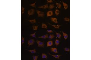Immunofluorescence analysis of L929 cells using CHRN antibody (ABIN6133256, ABIN6138583, ABIN6138584 and ABIN6218660) at dilution of 1:100. (CHRNA7 antibody  (AA 23-230))