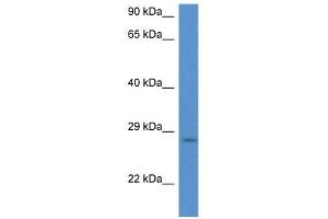 Western Blot showing EIF6 antibody used at a concentration of 1 ug/ml against Hela Cell Lysate
